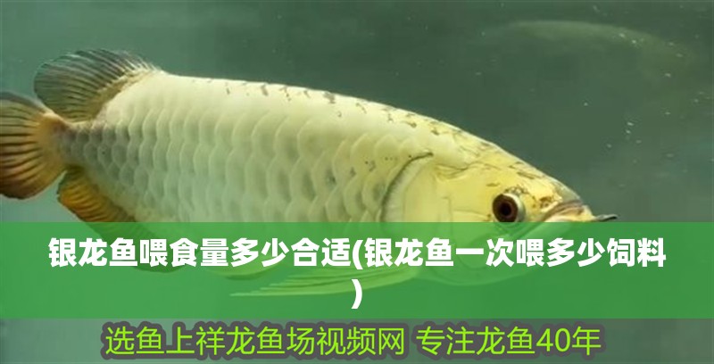 銀龍魚喂食量多少合適(銀龍魚一次喂多少飼料)