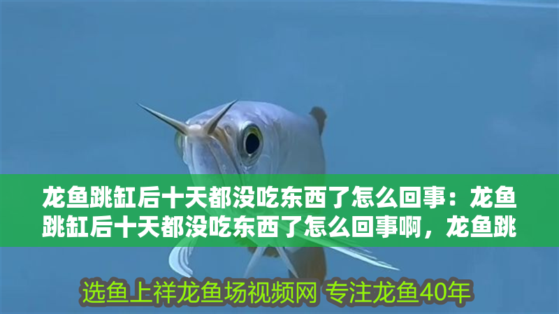 龍魚跳缸后十天都沒吃東西了怎么回事：龍魚跳缸后十天都沒吃東西了怎么回事啊，龍魚跳缸十天拒食原因探究