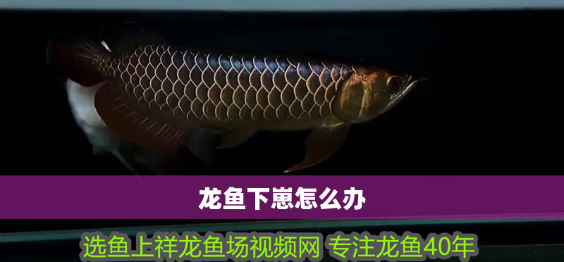 龍魚下崽怎么辦