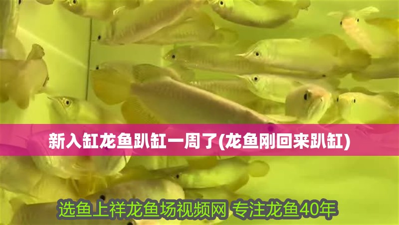 新入缸龍魚趴缸一周了(龍魚剛回來趴缸)