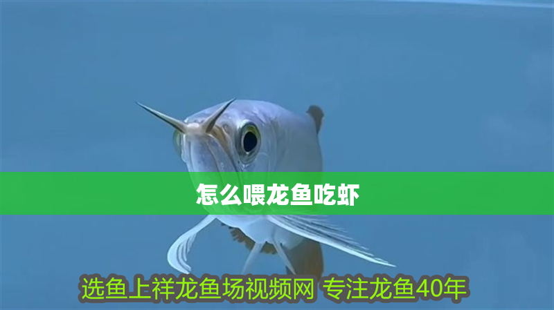 怎么喂龍魚吃蝦