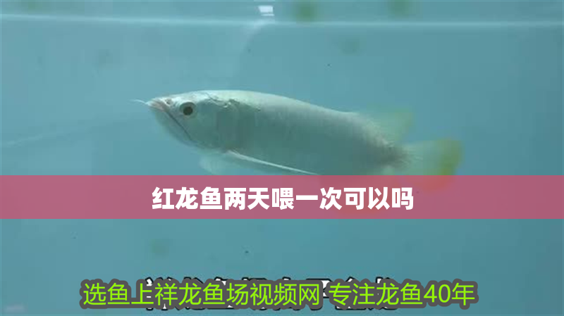 紅龍魚兩天喂一次可以嗎