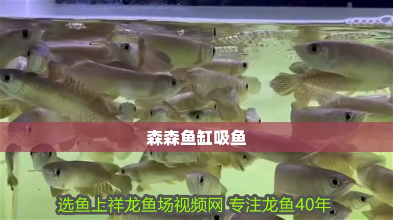 森森魚缸吸魚