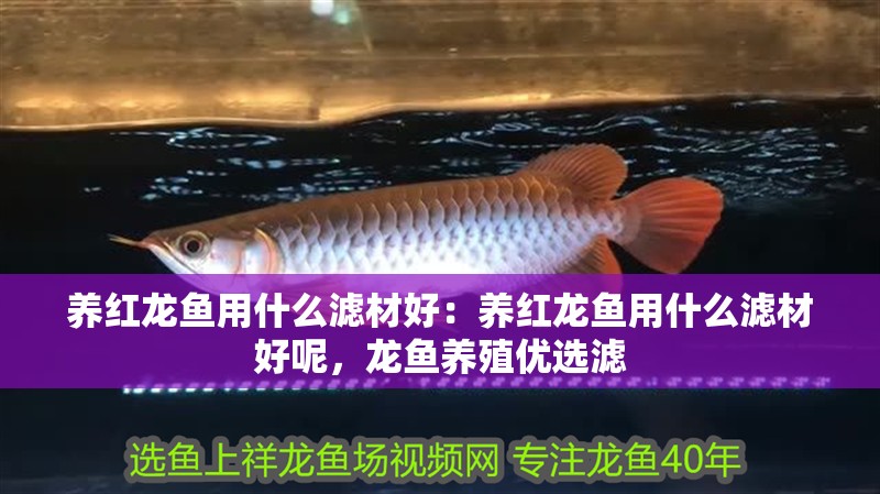 養紅龍魚用什么濾材好：養紅龍魚用什么濾材好呢，龍魚養殖優選濾