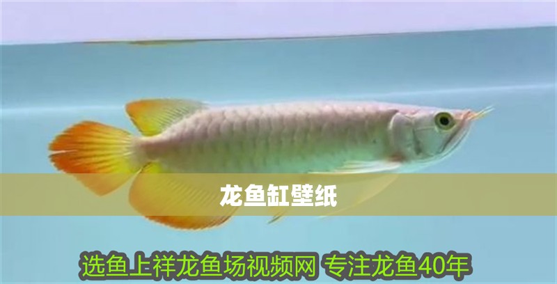 龍魚缸壁紙