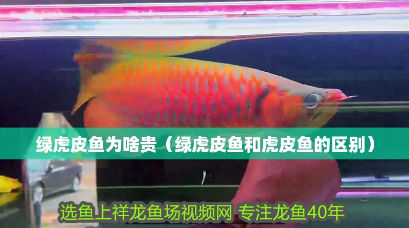 綠虎皮魚為啥貴（綠虎皮魚和虎皮魚的區別）