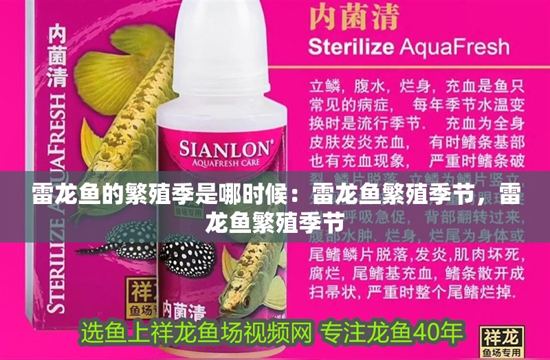 雷龍魚的繁殖季是哪時候：雷龍魚繁殖季節(jié)，雷龍魚繁殖季節(jié)