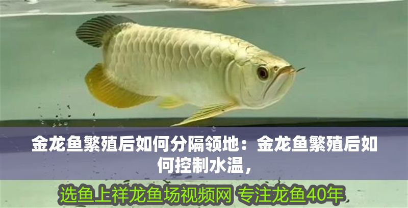 金龍魚繁殖后如何分隔領地：金龍魚繁殖后如何控制水溫， 金龍魚繁殖后如何分隔領地：金龍魚繁殖后如何控制水溫， 金龍魚百科 第1張