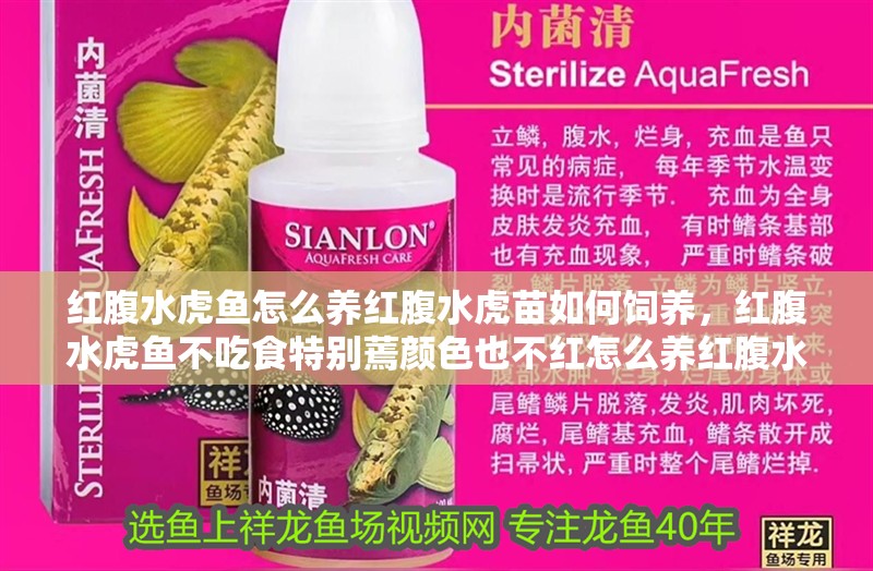 紅腹水虎魚怎么養紅腹水虎苗如何飼養，紅腹水虎魚不吃食特別蔫顏色也不紅怎么養紅腹水虎苗