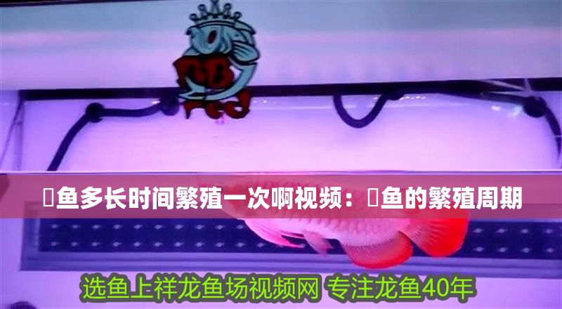 魟魚多長時間繁殖一次啊視頻：魟魚的繁殖周期 魟魚多長時間繁殖一次啊視頻：魟魚的繁殖周期 魟魚百科 第2張