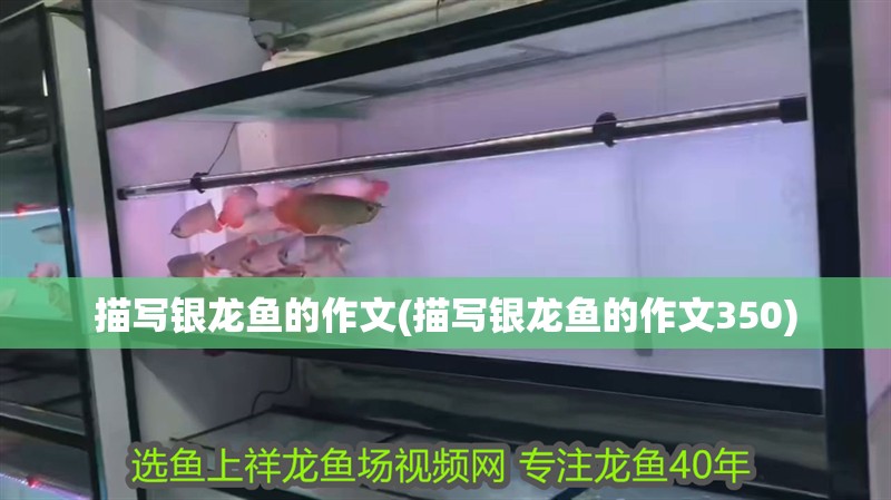 描寫銀龍魚的作文(描寫銀龍魚的作文350)