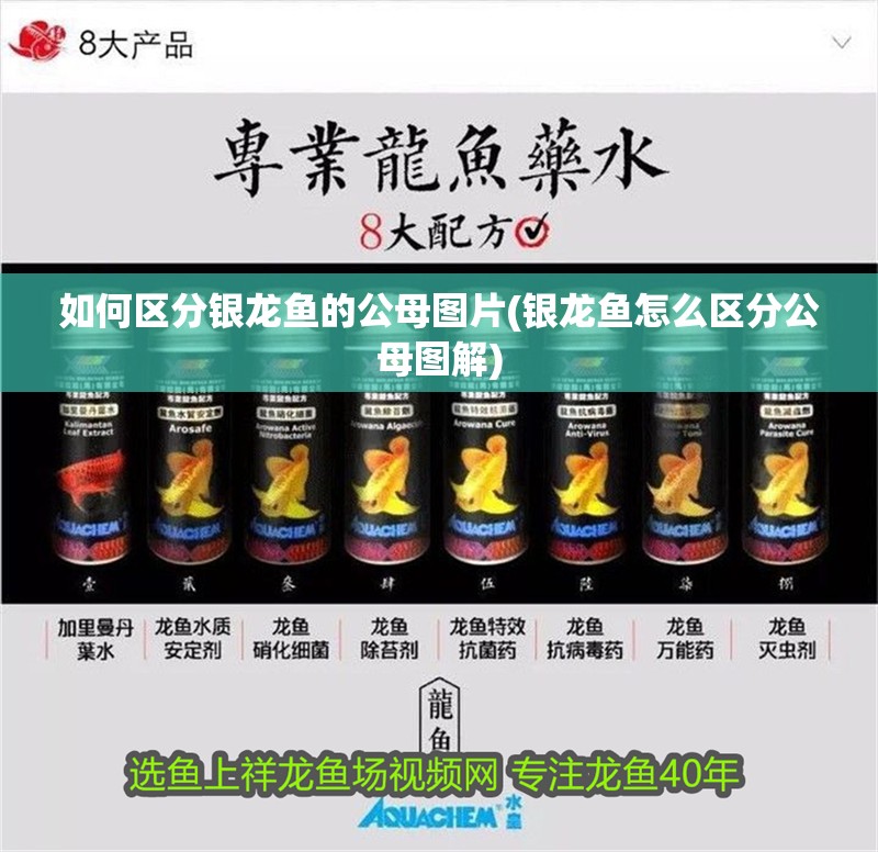 如何區分銀龍魚的公母圖片(銀龍魚怎么區分公母圖解)