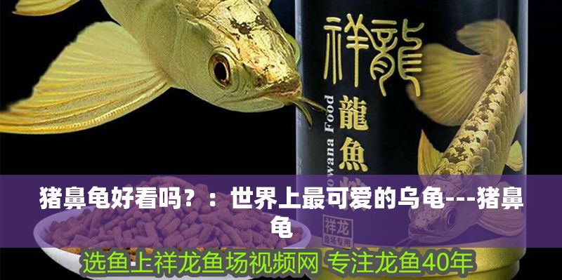 豬鼻龜好看嗎？：世界上最可愛的烏龜---豬鼻龜