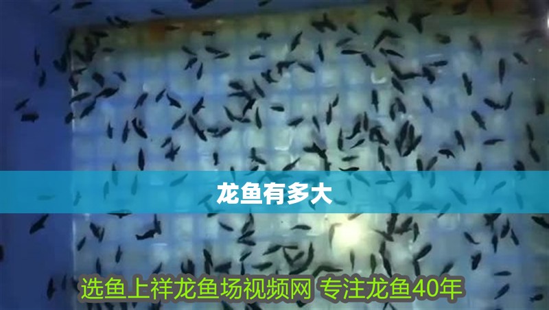 龍魚有多大