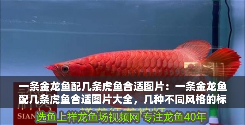 一條金龍魚配幾條虎魚合適圖片：一條金龍魚配幾條虎魚合適圖片大全，幾種不同風格的標題供你參考，，直白實用風，金龍魚與虎魚混養數量搭配圖鑒，趣味吸引風，揭秘！一條金龍魚該配幾條虎魚？超全圖片來襲，專業科普風，金龍魚和虎魚合理混養