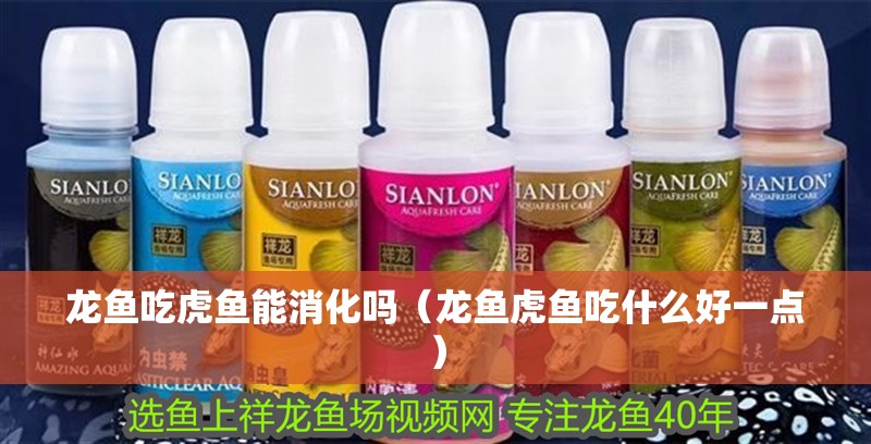 龍魚吃虎魚能消化嗎（龍魚虎魚吃什么好一點）