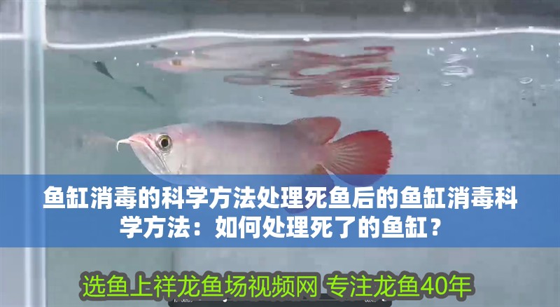 魚缸消毒的科學方法處理死魚后的魚缸消毒科學方法：如何處理死了的魚缸？