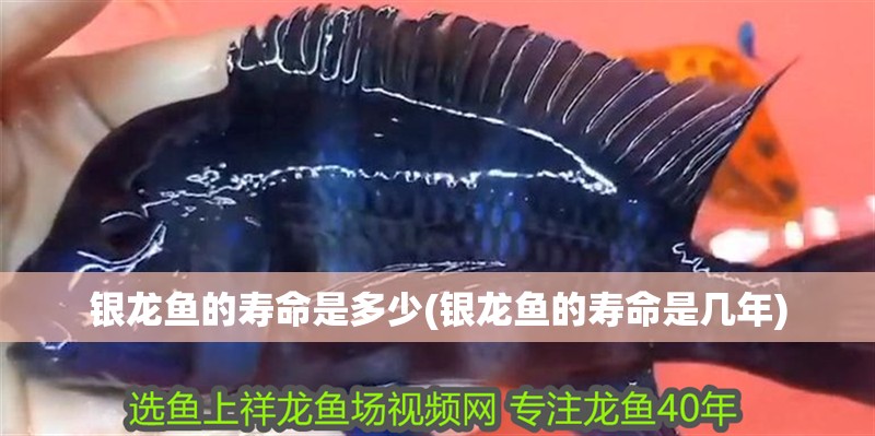 銀龍魚(yú)的壽命是多少(銀龍魚(yú)的壽命是幾年)