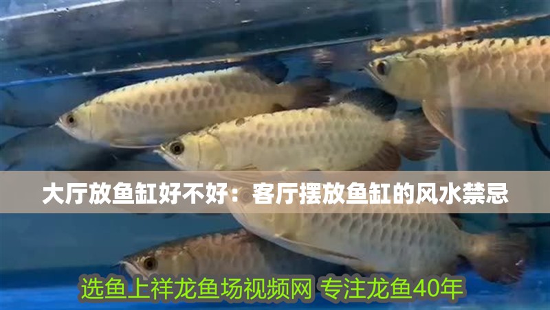 大廳放魚缸好不好：客廳擺放魚缸的風水禁忌