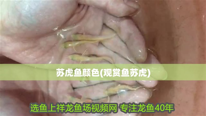 蘇虎魚顏色(觀賞魚蘇虎)