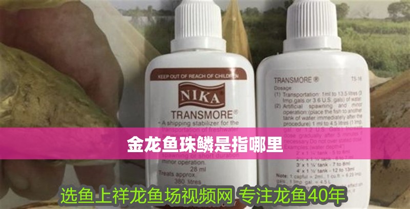 金龍魚(yú)珠鱗是指哪里