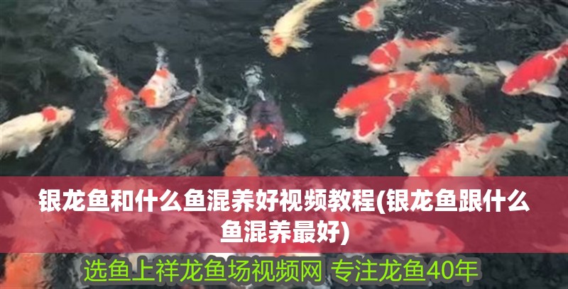 銀龍魚和什么魚混養好視頻教程(銀龍魚跟什么魚混養最好)