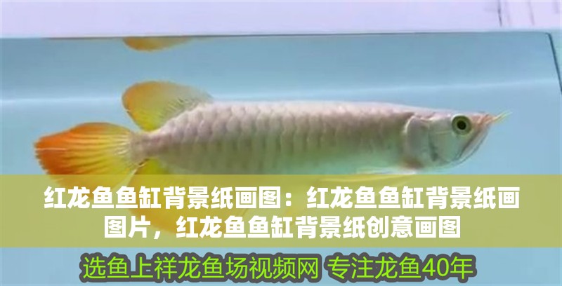 紅龍魚魚缸背景紙畫圖：紅龍魚魚缸背景紙畫圖片，紅龍魚魚缸背景紙創意畫圖