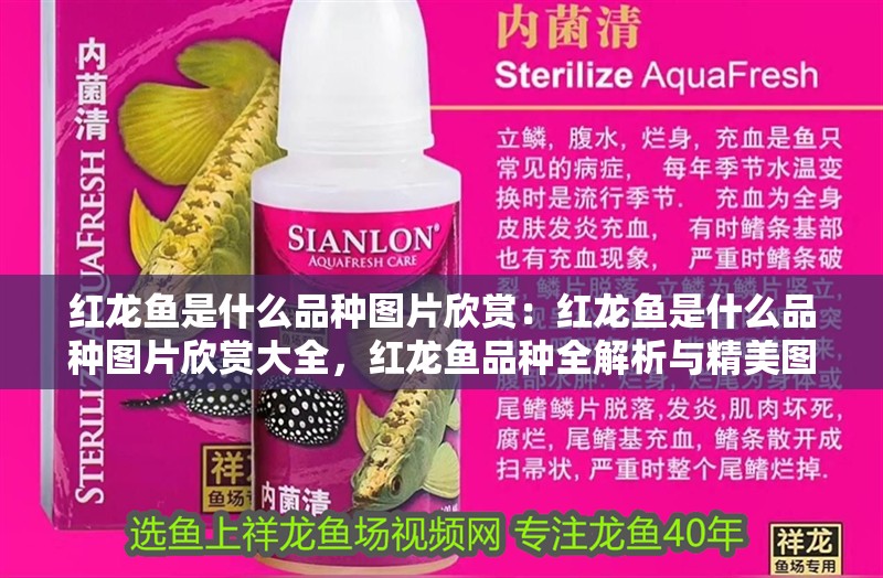 紅龍魚是什么品種圖片欣賞：紅龍魚是什么品種圖片欣賞大全，紅龍魚品種全解析與精美圖片