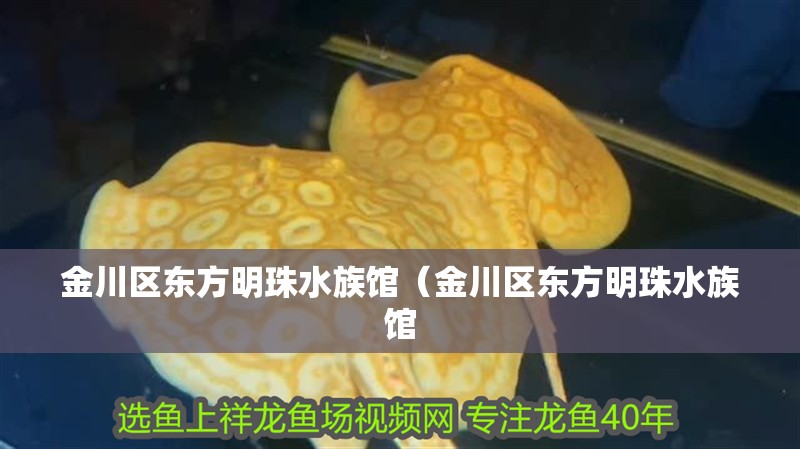 金川區(qū)東方明珠水族館（金川區(qū)東方明珠水族館