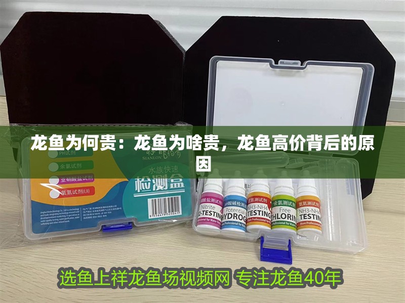 龍魚為何貴：龍魚為啥貴，龍魚高價背后的原因