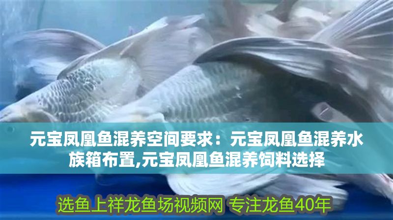 元寶鳳凰魚混養空間要求：元寶鳳凰魚混養水族箱布置,元寶鳳凰魚混養飼料選擇