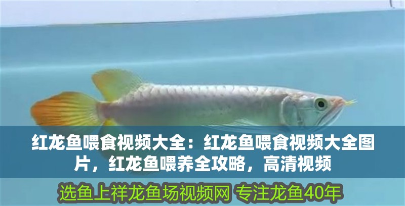 紅龍魚喂食視頻大全：紅龍魚喂食視頻大全圖片，紅龍魚喂養全攻略，高清視頻