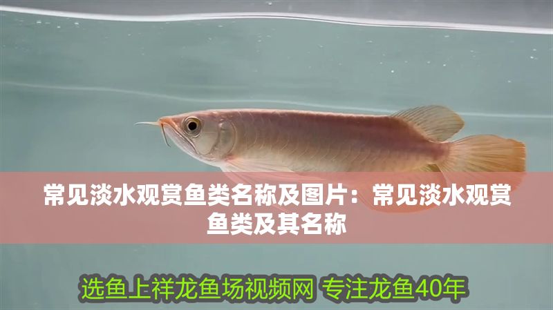 龍魚搭配什么魚最好？打造和諧共生的水族箱環(huán)境，龍魚最佳混養(yǎng)搭配指南，打造和諧共生的水族箱環(huán)境