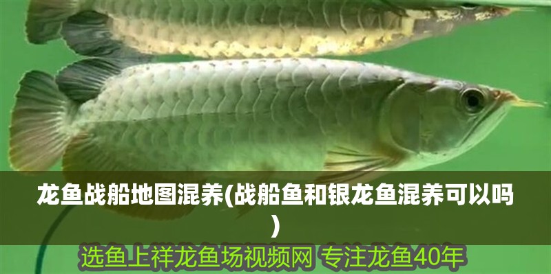 龍魚戰船地圖混養(戰船魚和銀龍魚混養可以嗎) 龍魚戰船地圖混養(戰船魚和銀龍魚混養可以嗎) 銀龍魚百科