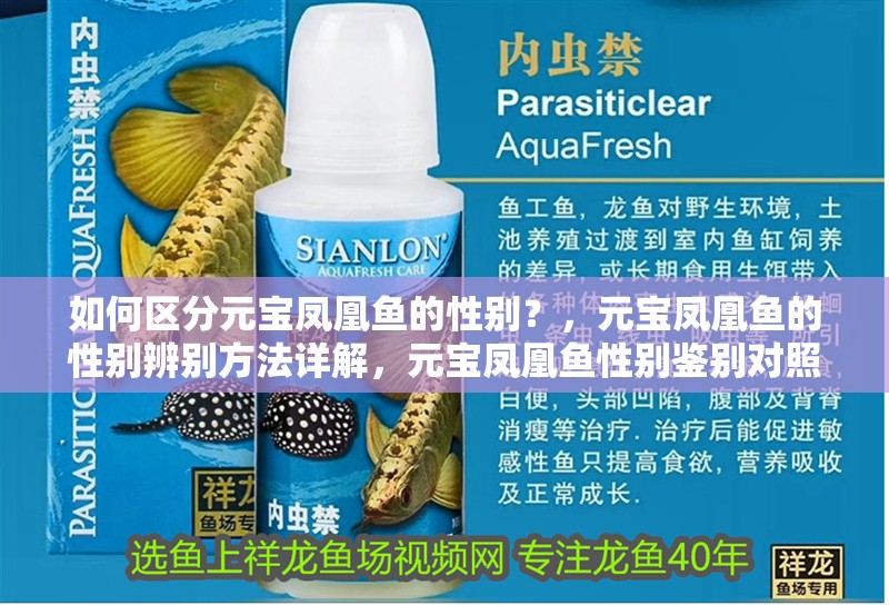 如何區分元寶鳳凰魚的性別？，元寶鳳凰魚的性別辨別方法詳解，元寶鳳凰魚性別鑒別對照表