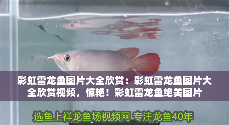 彩虹雷龍魚圖片大全欣賞：彩虹雷龍魚圖片大全欣賞視頻，驚艷！彩虹雷龍魚絕美圖片