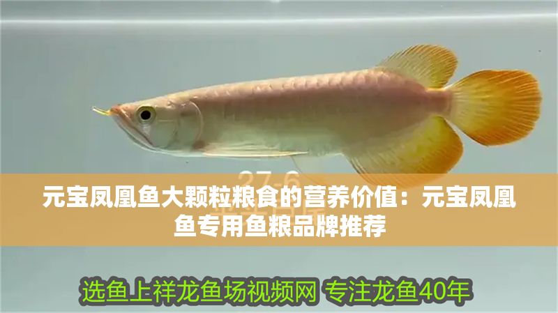 元寶鳳凰魚大顆粒糧食的營(yíng)養(yǎng)價(jià)值：元寶鳳凰魚專用魚糧品牌推薦