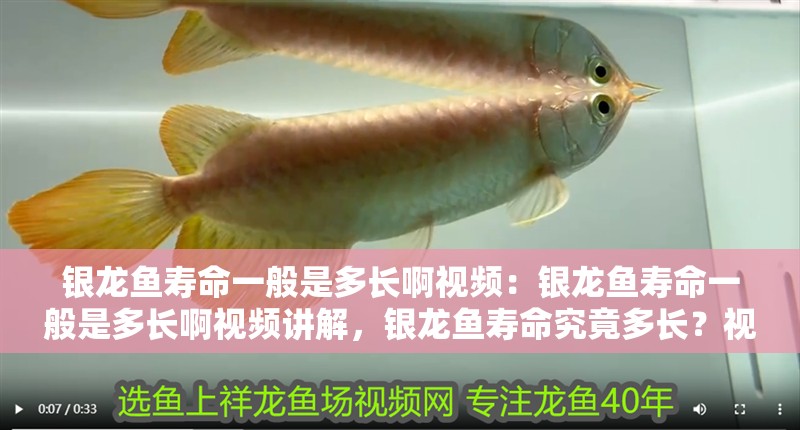 銀龍魚(yú)壽命一般是多長(zhǎng)啊視頻：銀龍魚(yú)壽命一般是多長(zhǎng)啊視頻講解，銀龍魚(yú)壽命究竟多長(zhǎng)？視頻