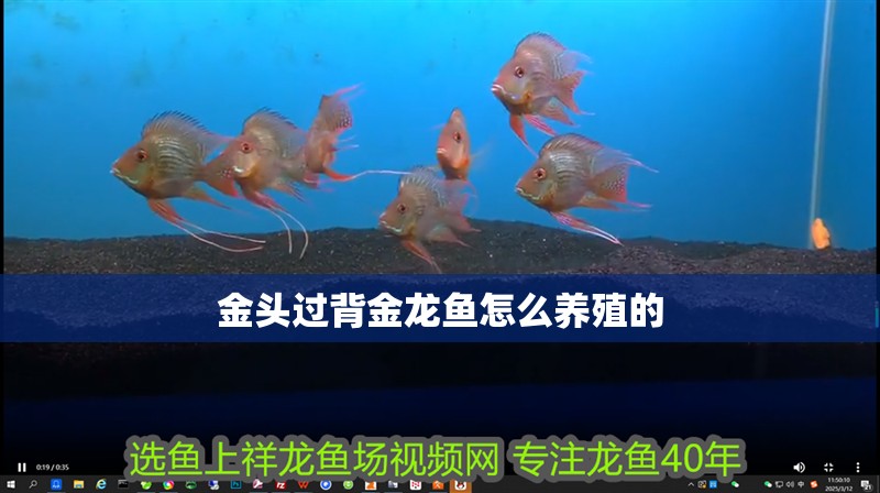 金頭過背金龍魚怎么養(yǎng)殖的
