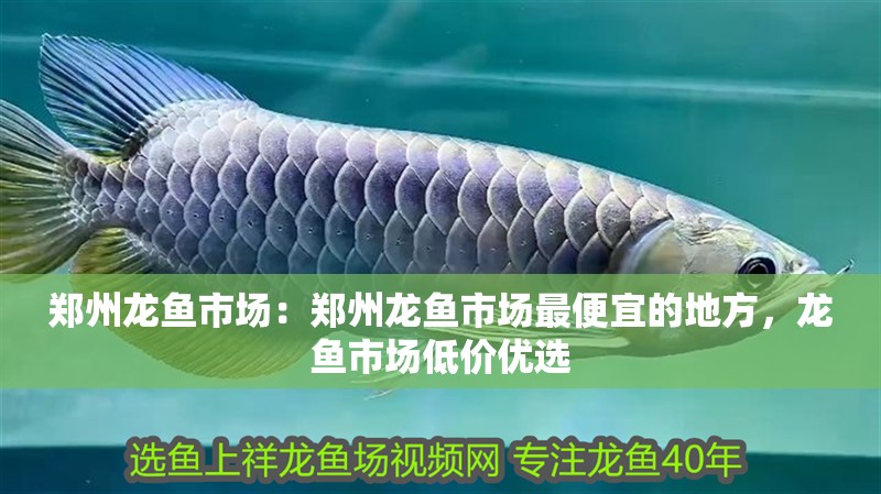 鄭州龍魚市場：鄭州龍魚市場最便宜的地方，龍魚市場低價(jià)優(yōu)選