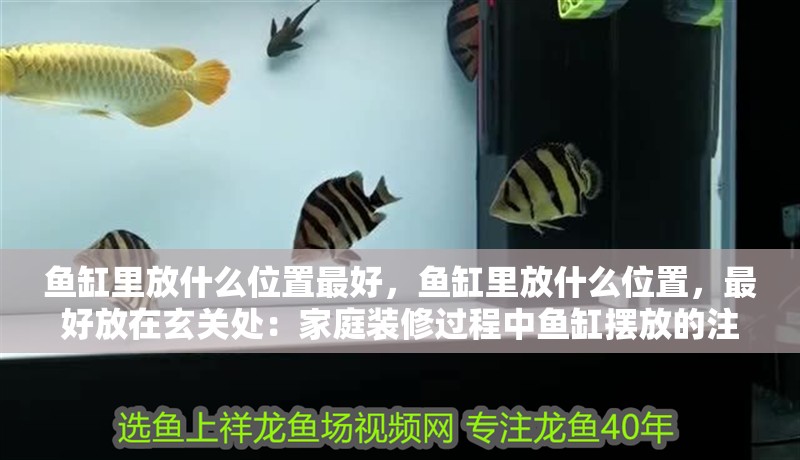 魚缸里放什么位置最好，魚缸里放什么位置，最好放在玄關處：家庭裝修過程中魚缸擺放的注意事項