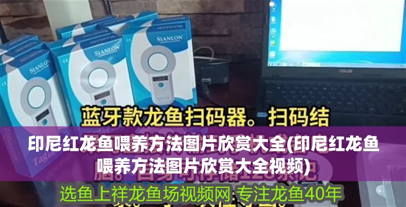 印尼紅龍魚喂養方法圖片欣賞大全(印尼紅龍魚喂養方法圖片欣賞大全視頻)