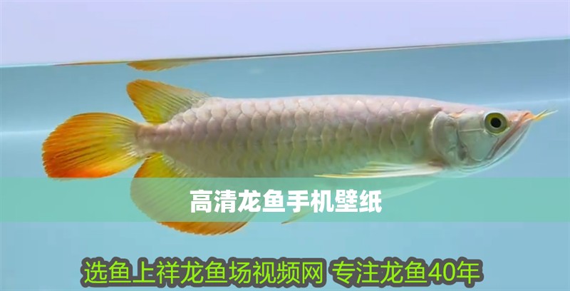 高清龍魚手機(jī)壁紙
