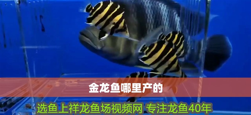 金龍魚哪里產(chǎn)的