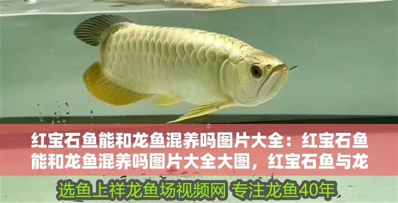 紅寶石魚能和龍魚混養嗎圖片大全：紅寶石魚能和龍魚混養嗎圖片大全大圖，紅寶石魚與龍魚混養可行性