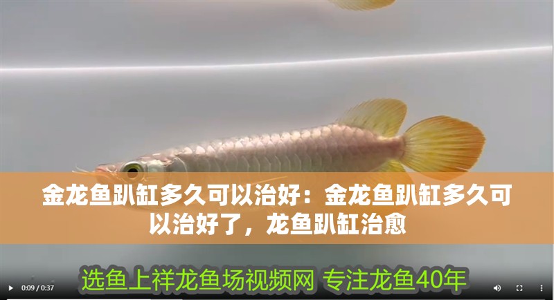 金龍魚趴缸多久可以治好：金龍魚趴缸多久可以治好了，龍魚趴缸治愈