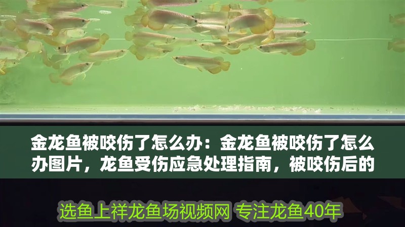 金龍魚被咬傷了怎么辦：金龍魚被咬傷了怎么辦圖片，龍魚受傷應急處理指南，被咬傷后的應對方法與