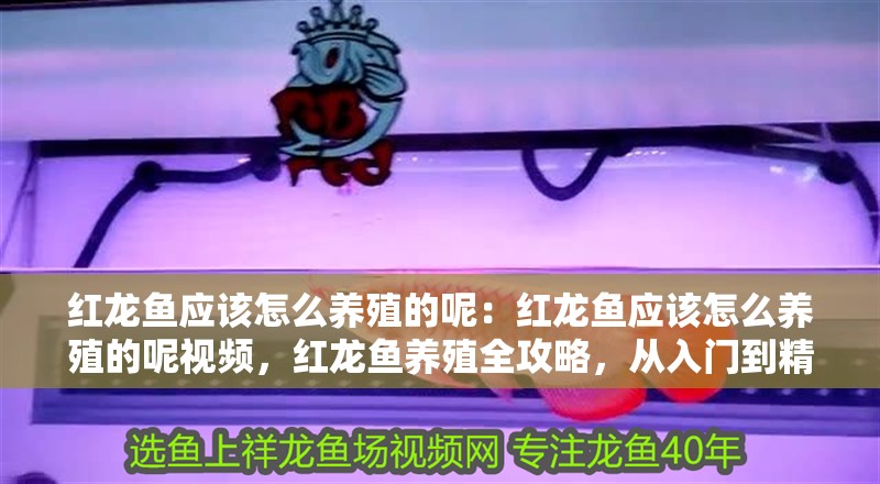 紅龍魚應該怎么養殖的呢：紅龍魚應該怎么養殖的呢視頻，紅龍魚養殖全攻略，從入門到精通的視頻指南