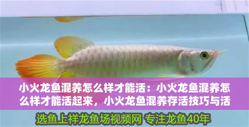 小火龍魚混養怎么樣才能活：小火龍魚混養怎么樣才能活起來，小火龍魚混養存活技巧與活力