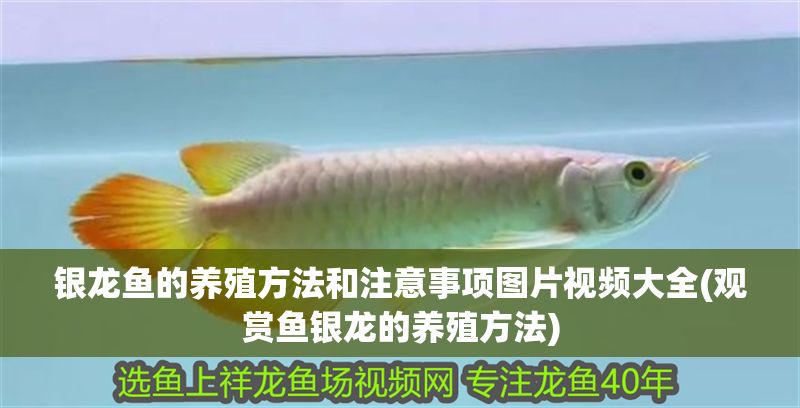 銀龍魚的養(yǎng)殖方法和注意事項(xiàng)圖片視頻大全(觀賞魚銀龍的養(yǎng)殖方法)